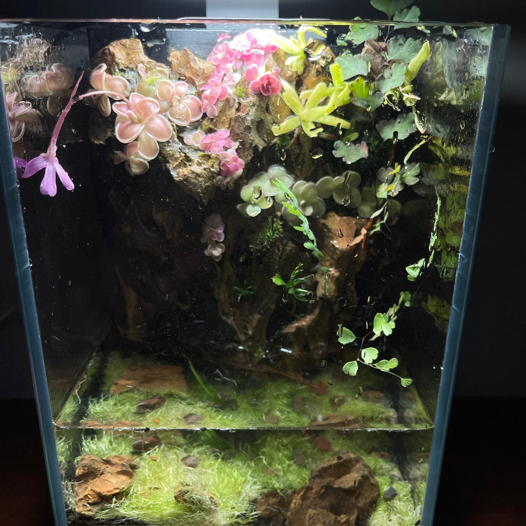 Nano Waterfall Paludarium | Live Moss Terrarium | Dragonstone | UNS 16T