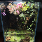 Nano Waterfall Paludarium | Live Moss Terrarium | Dragonstone | UNS 16T