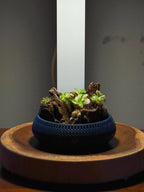Nano Pinguicula Rock Display Starter Kit - Random Selection