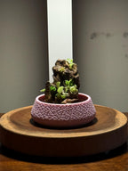 Nano Pinguicula Rock Display Starter Kit - Random Selection