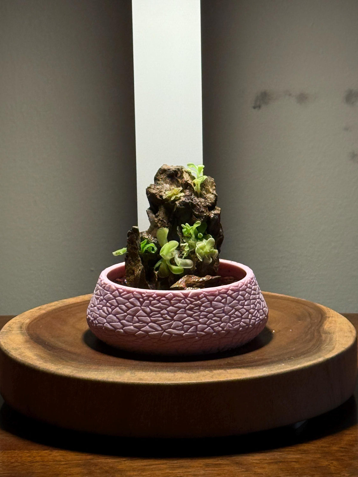 Nano Pinguicula Rock Display Starter Kit - Random Selection