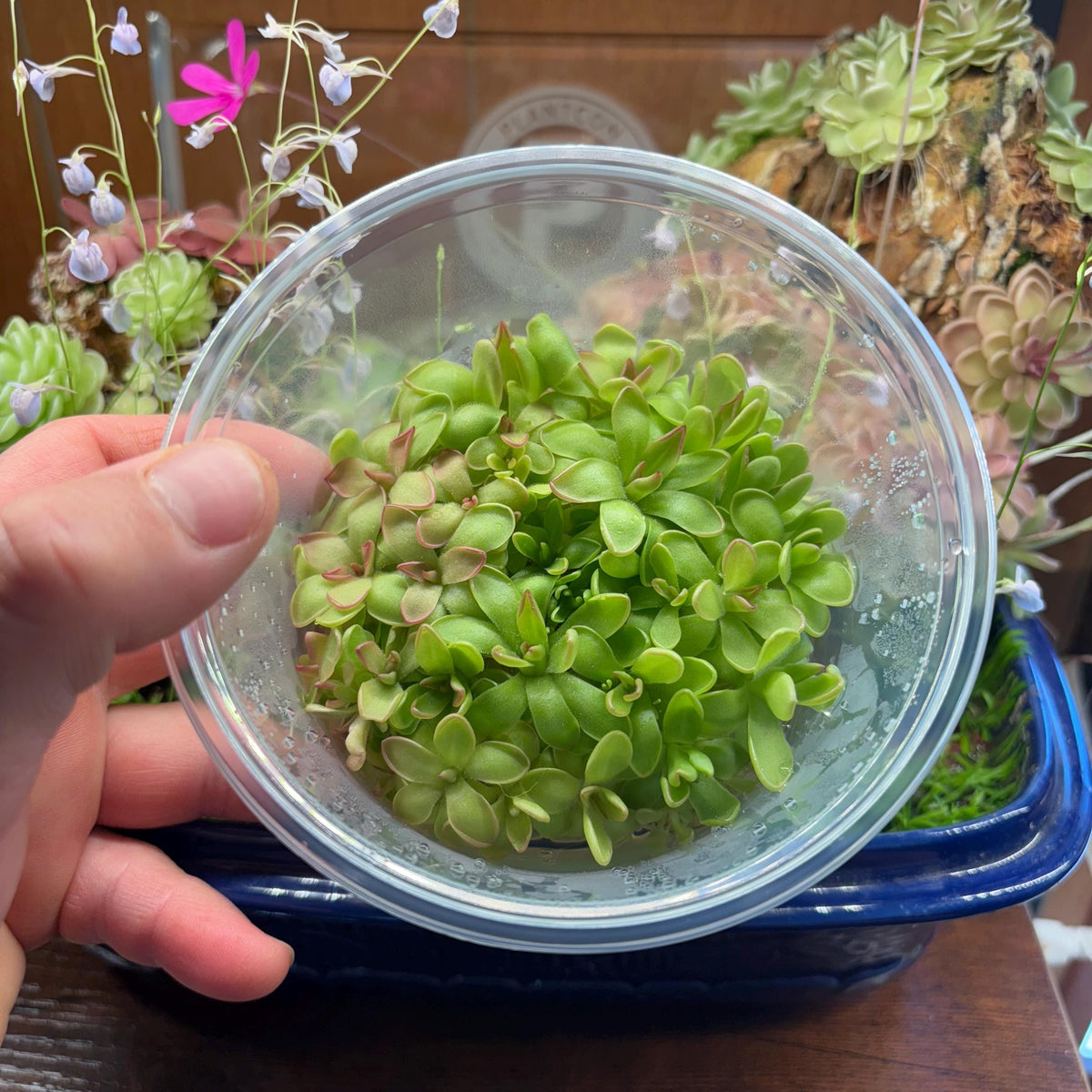 Pinguicula Plum Fairy - Tissue Culture, Large (12oz) Flask
