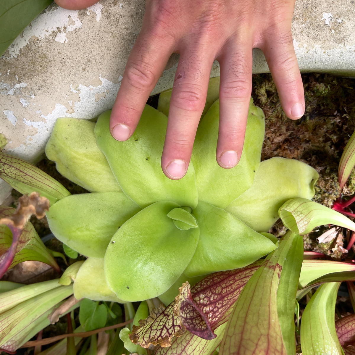 Pinguicula Gigantea - Tissue Culture Flask Small (5.5oz)