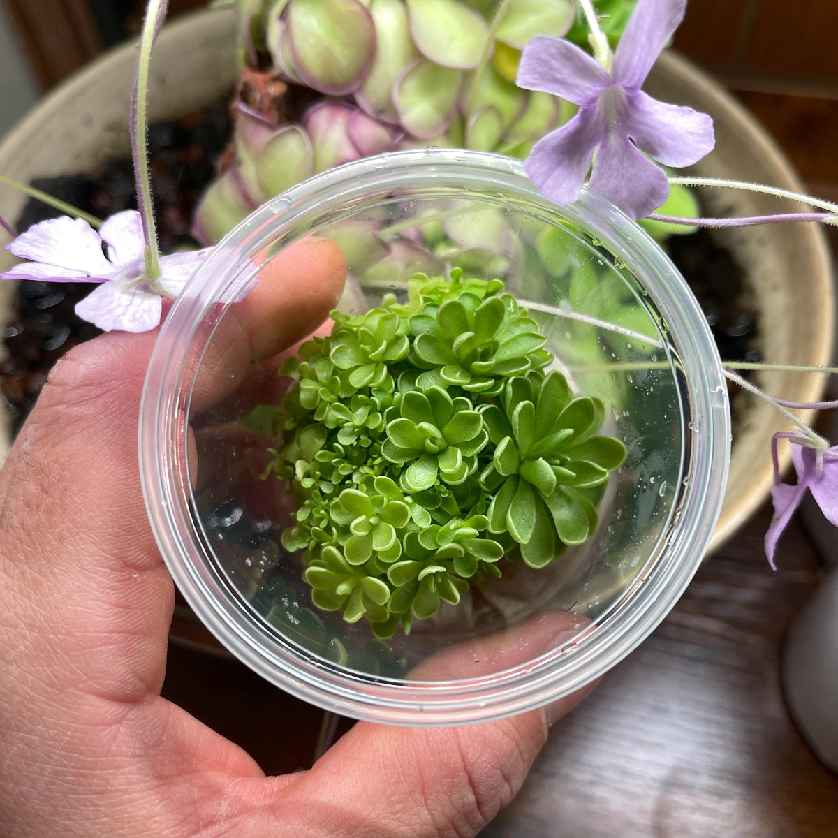Pinguicula esseriana "Giant" - Tissue Culture Flask, Small (5.5oz)