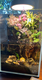 Nano Waterfall Paludarium | Live Moss Terrarium | Dragonstone | UNS 16T