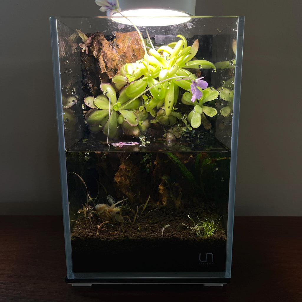 Nano Waterfall Paludarium | Live Moss Terrarium | Dragonstone | UNS 16T