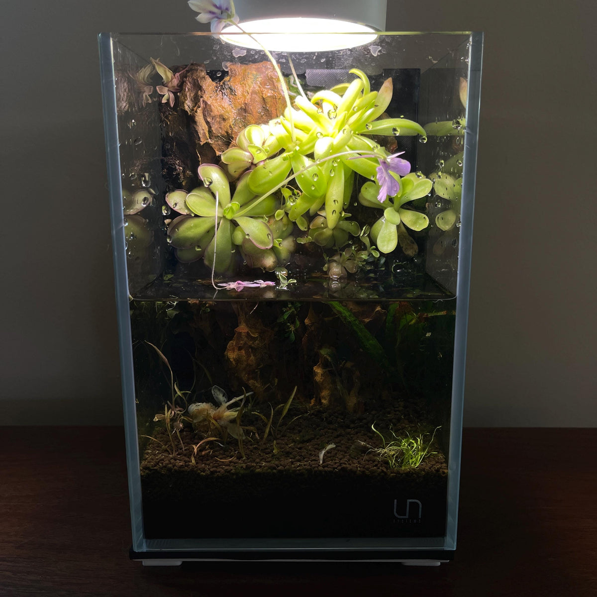 Nano Waterfall Paludarium | Live Moss Terrarium | Dragonstone | UNS 16T