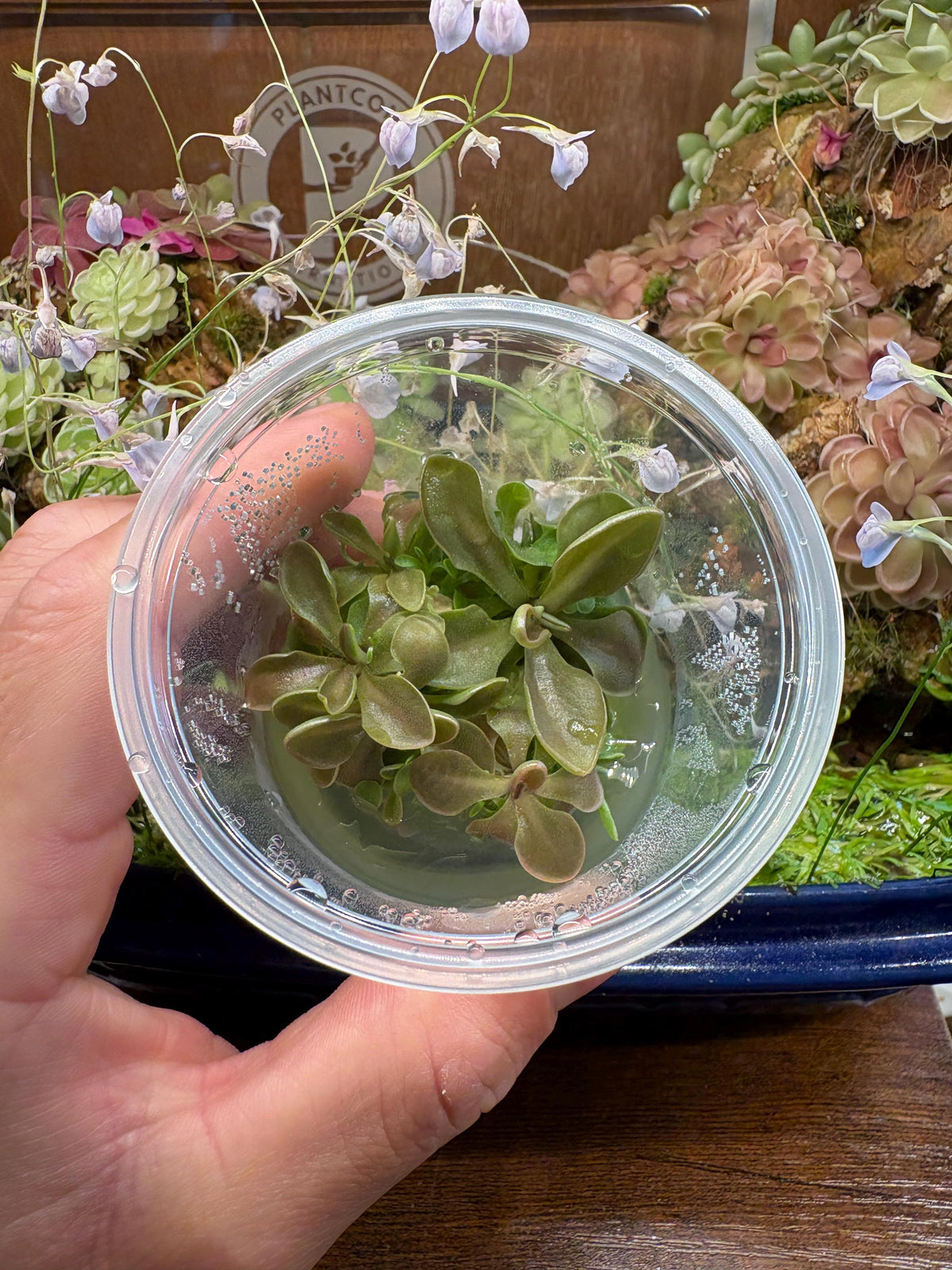 Pinguicula moranensis f. orchidoides- Tissue Culture, Small (5.5oz) Flask