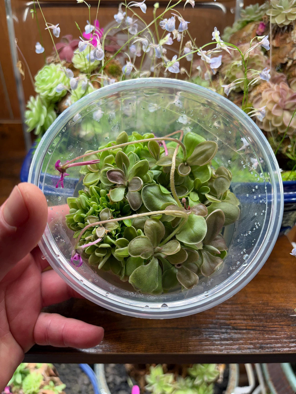 Pinguicula moranensis f. orchidoides- Tissue Culture, Large (12oz) Flask