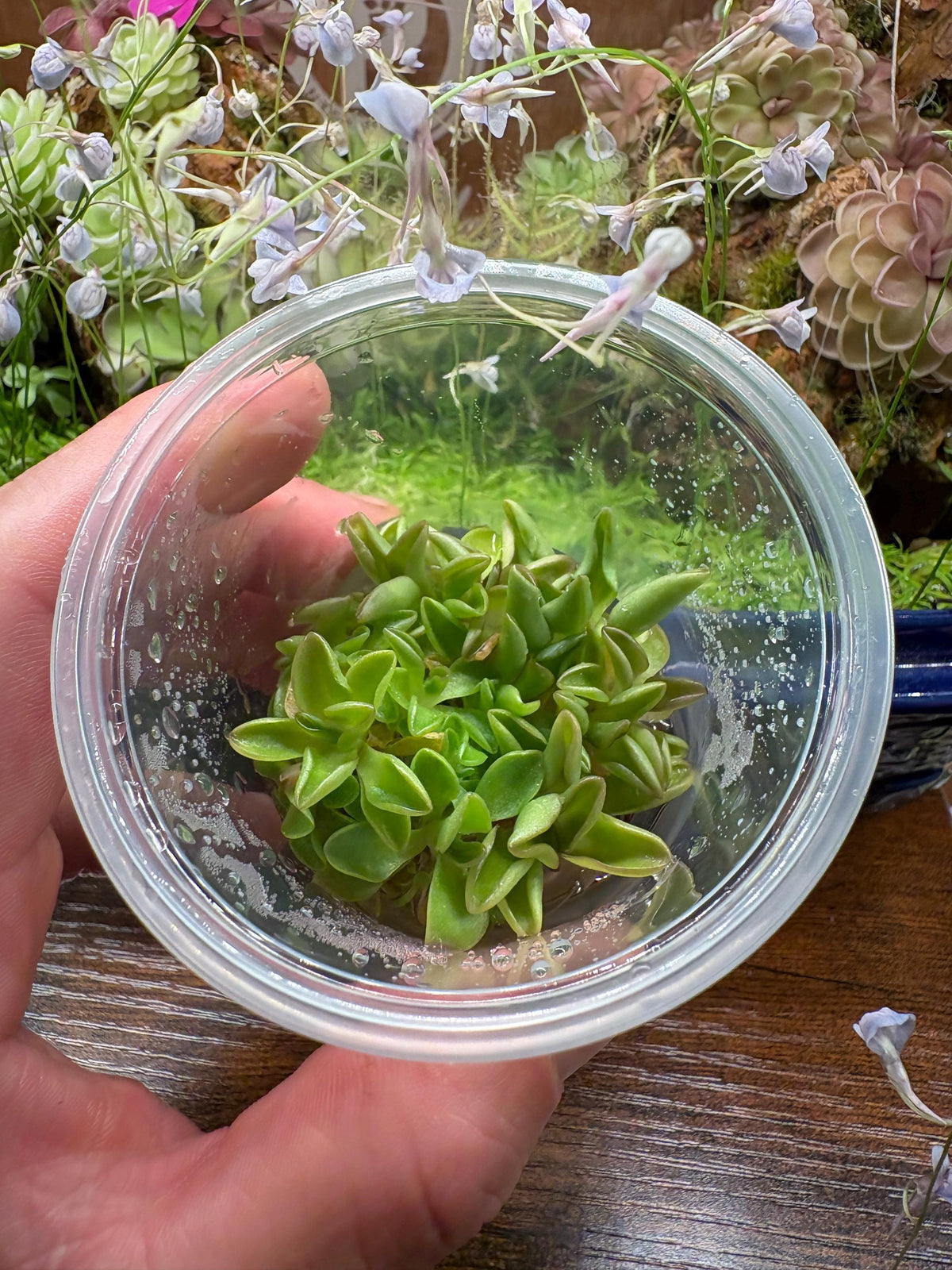 Pinguicula Titan - Tissue Culture, Large (12oz) Flask