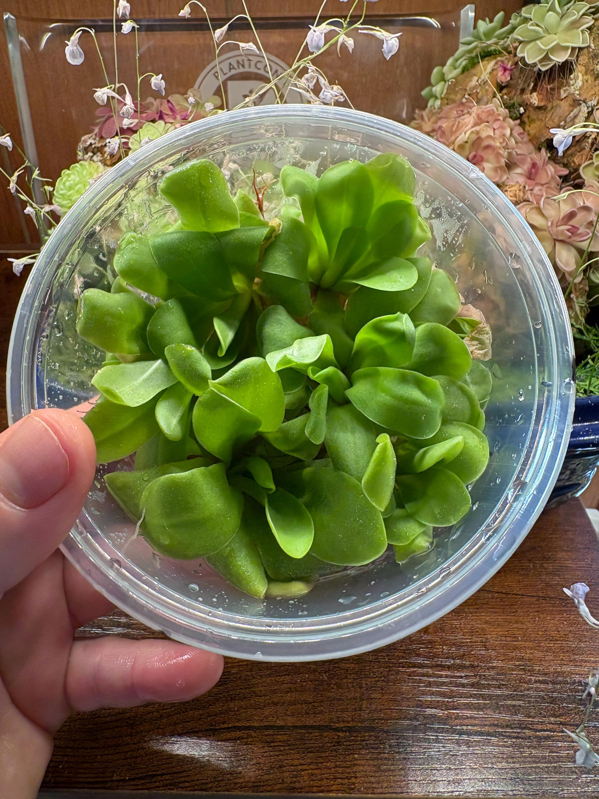 Pinguicula Lavender Lacewing - Tissue Culture, Large (12oz) Flask