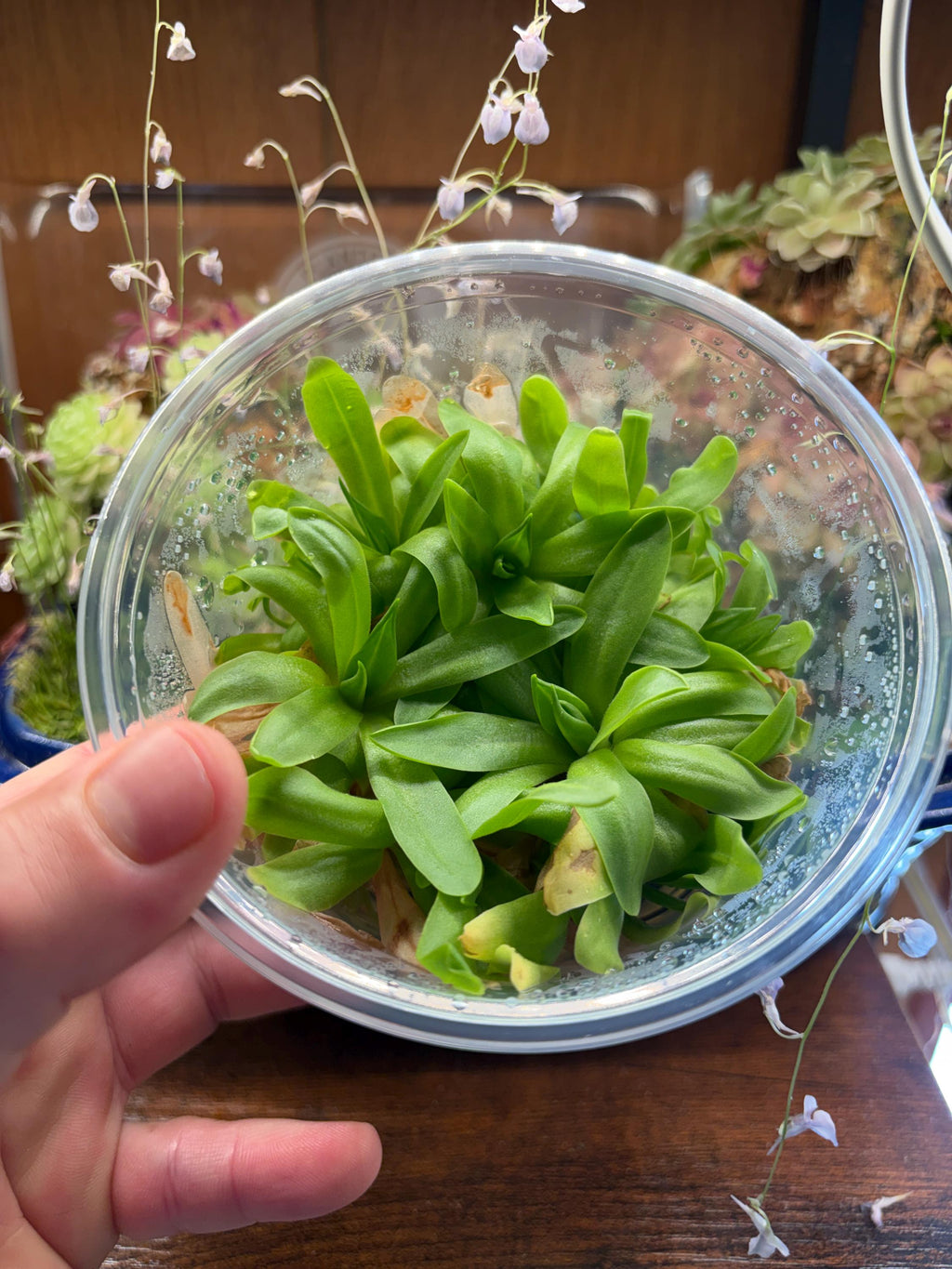 Pinguicula moctezumae x gigantea - Tissue Culture, Large (12oz) Flask