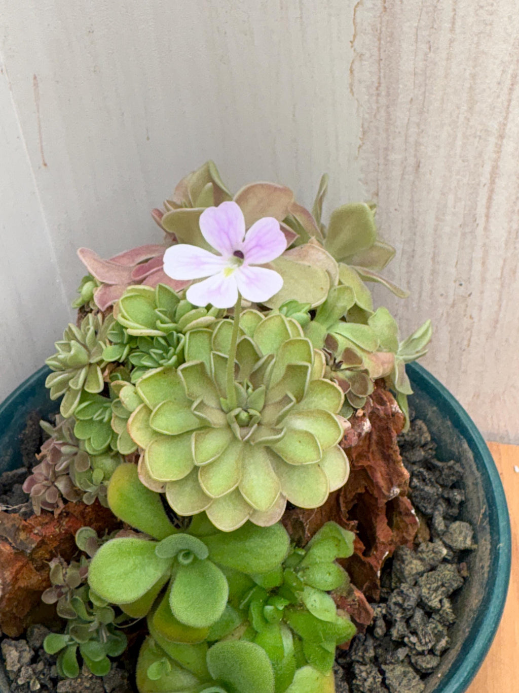 Pinguicula emarginata x jaumavensis - Tissue Culture, Large (12oz) Flask
