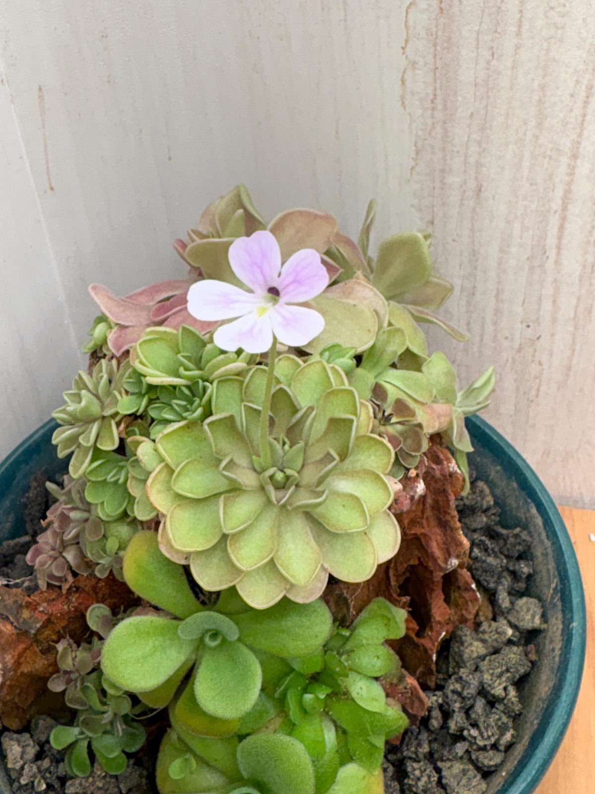 Pinguicula emarginata x jaumavensis - Tissue Culture, Large (12oz) Flask