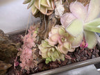Pinguicula emarginata x jaumavensis - Tissue Culture, Large (12oz) Flask