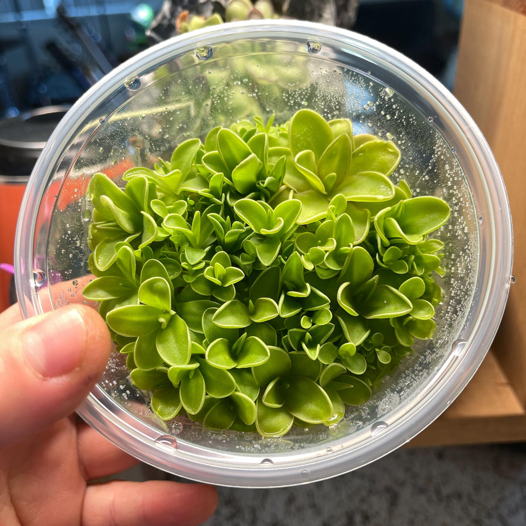 Pinguicula emarginata x jaumavensis - Tissue Culture, Large (12oz) Flask