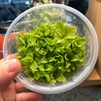 Pinguicula emarginata x jaumavensis - Tissue Culture, Large (12oz) Flask