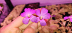 Pinguicula agnata Red Leaf x BPT Clone 2 - Tissue Culture, Small (5.5oz) Flask