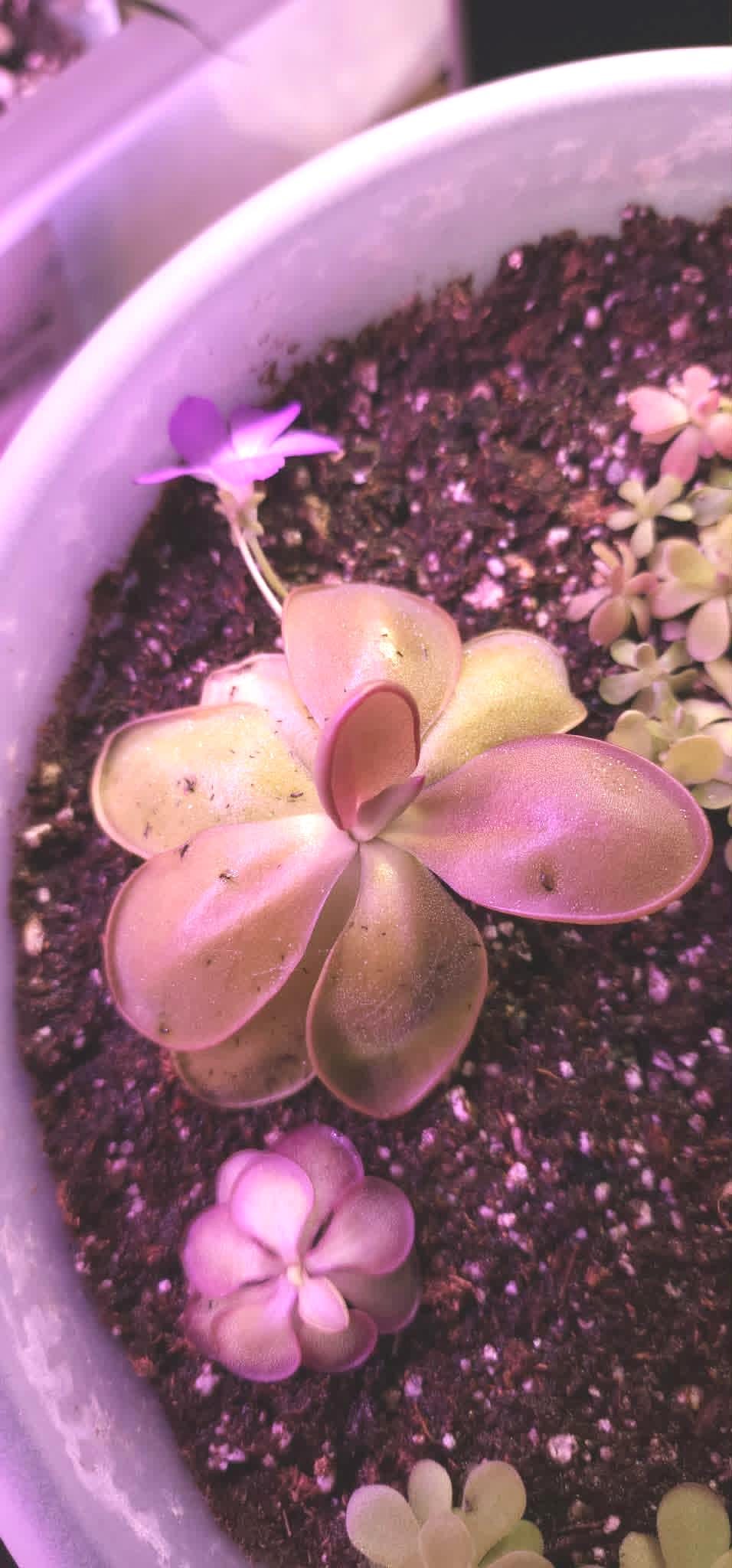Pinguicula agnata Red Leaf x BPT Clone 2 - Tissue Culture, Small (5.5oz) Flask