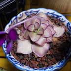 Pinguicula Leilani - Tissue Culture, Large (12oz) Flask