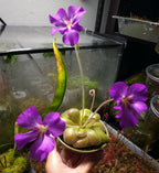 Pinguicula Mehitable