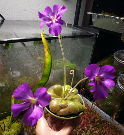 Pinguicula Mehitable