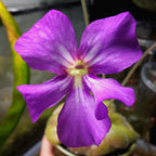 Pinguicula Mehitable