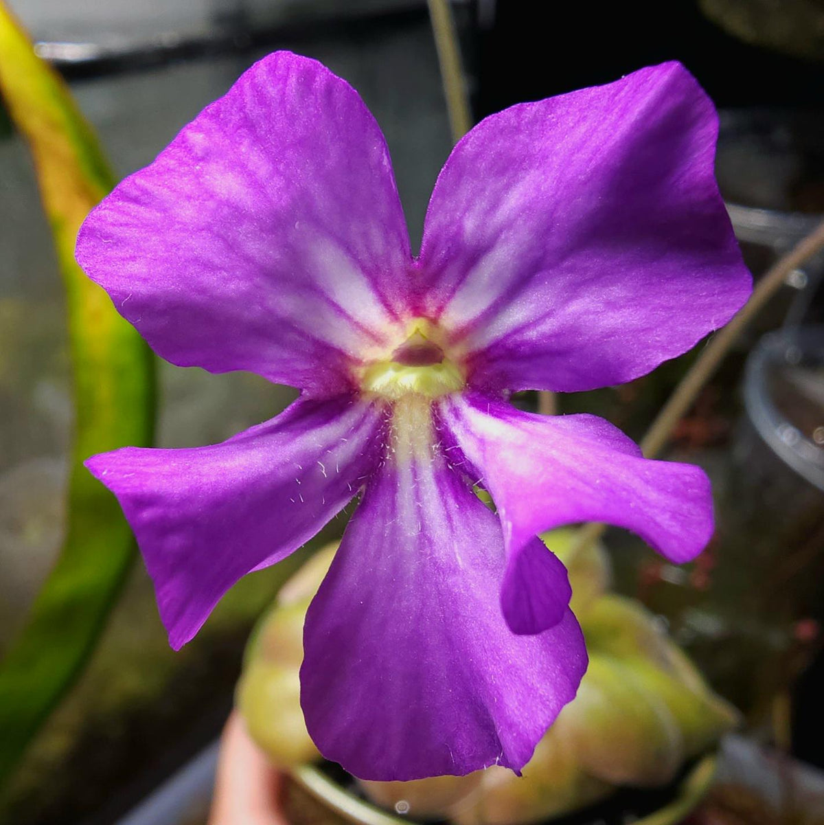 Pinguicula Mehitable