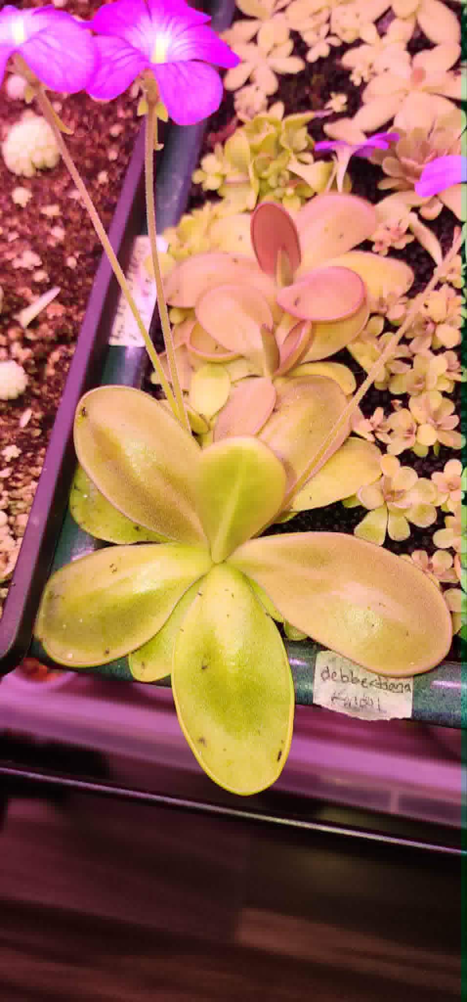 Pinguicula agnata Red Leaf x BPT Clone 2 - Tissue Culture, Small (5.5oz) Flask