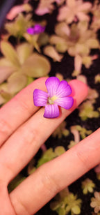 Pinguicula agnata Red Leaf x BPT Clone 2 - Tissue Culture, Small (5.5oz) Flask