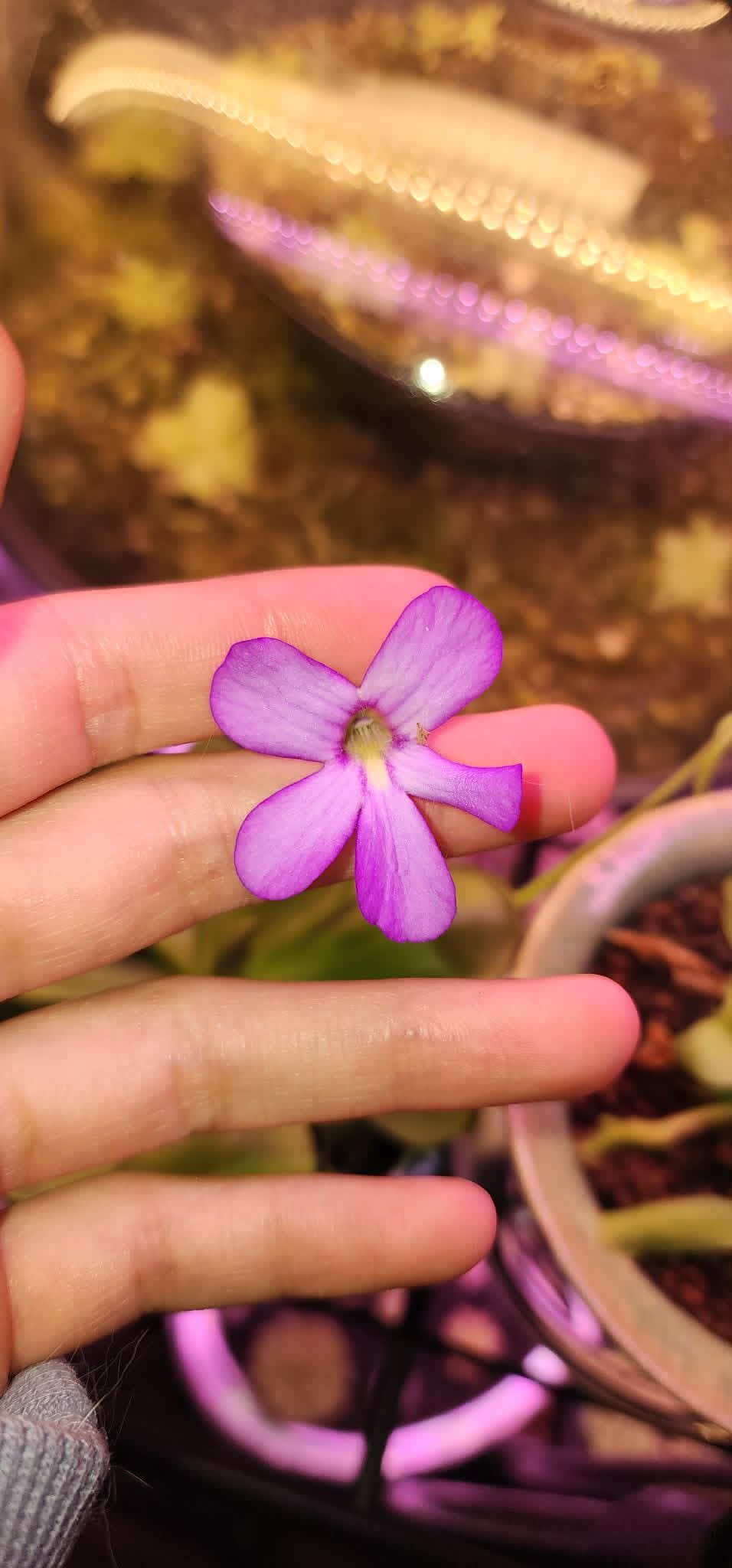 Pinguicula agnata Red Leaf x BPT Clone 2 - Tissue Culture, Large (12oz) Flask