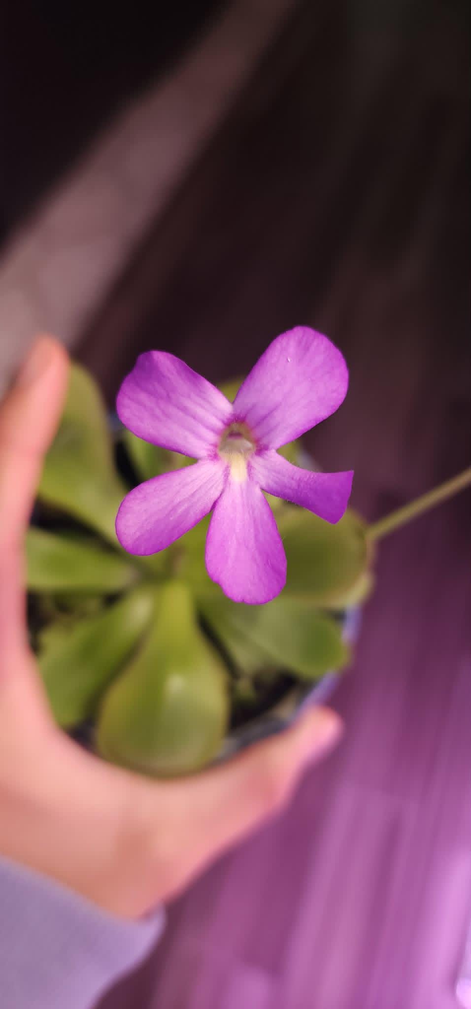 Pinguicula agnata Red Leaf x BPT Clone 4 - Tissue Culture, Small (5.5oz) Flask