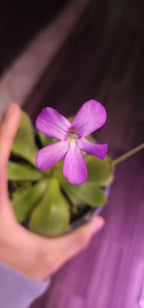 Pinguicula agnata Red Leaf x BPT Clone 4 - Tissue Culture, Small (5.5oz) Flask