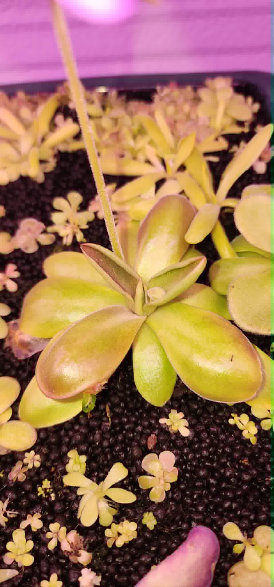 Pinguicula agnata Red Leaf x BPT Clone 3 - Tissue Culture, Small (5.5oz) Flask