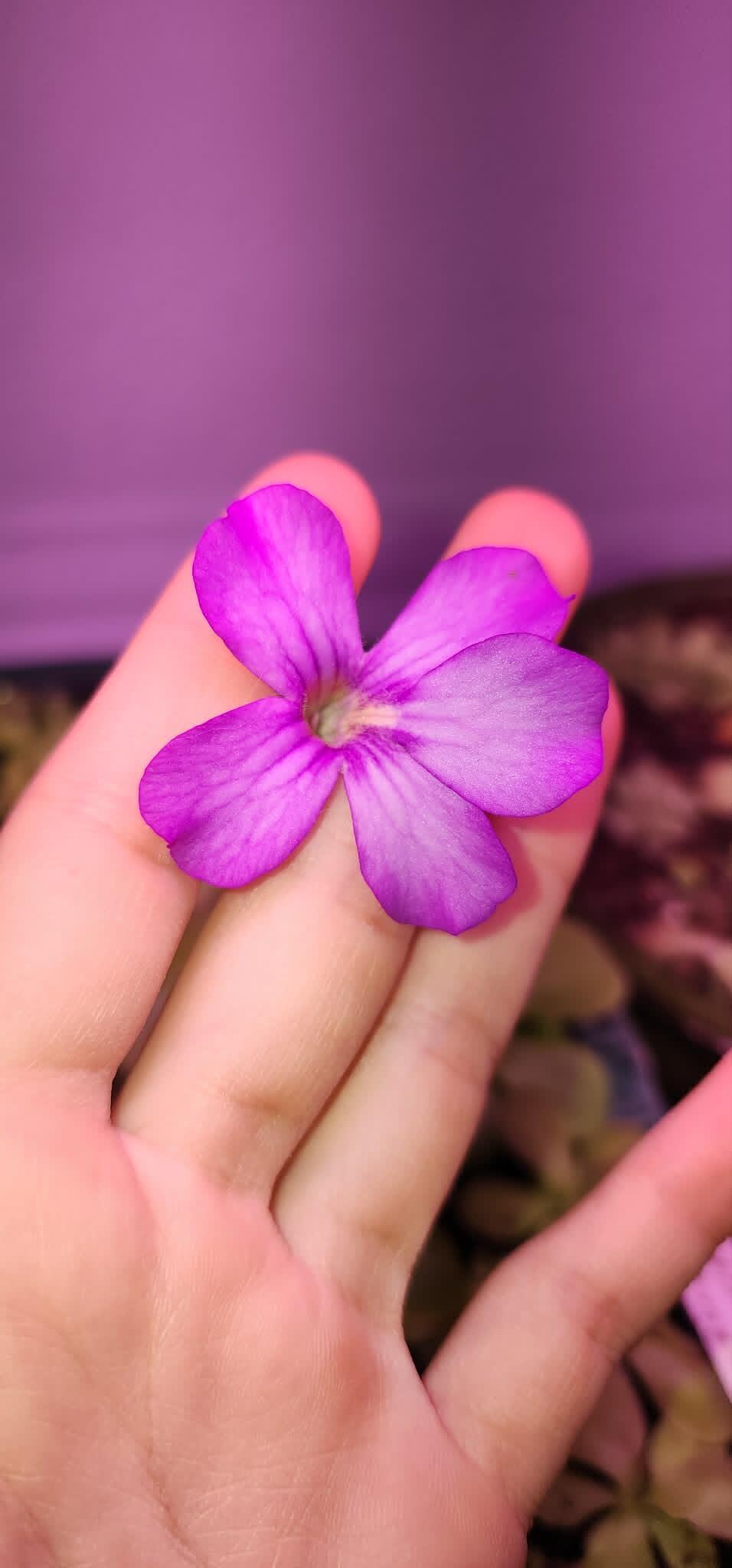 Pinguicula agnata Red Leaf x BPT Clone 3 - Tissue Culture, Small (5.5oz) Flask