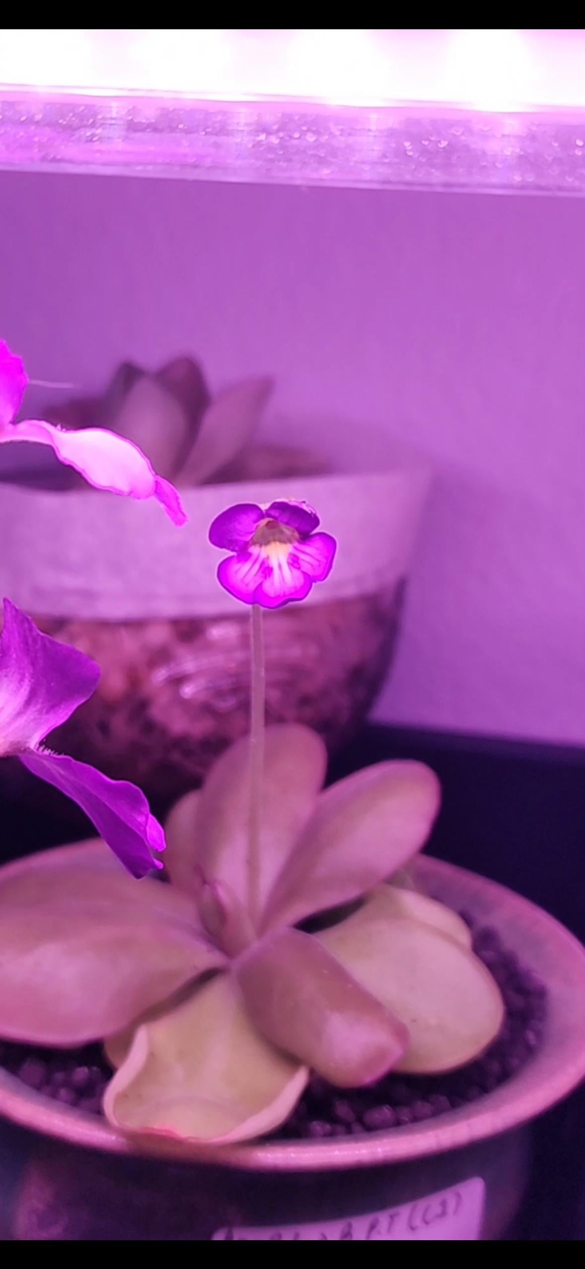 Pinguicula agnata Red Leaf x BPT Clone 1 - Tissue Culture, Small (5.5oz) Flask