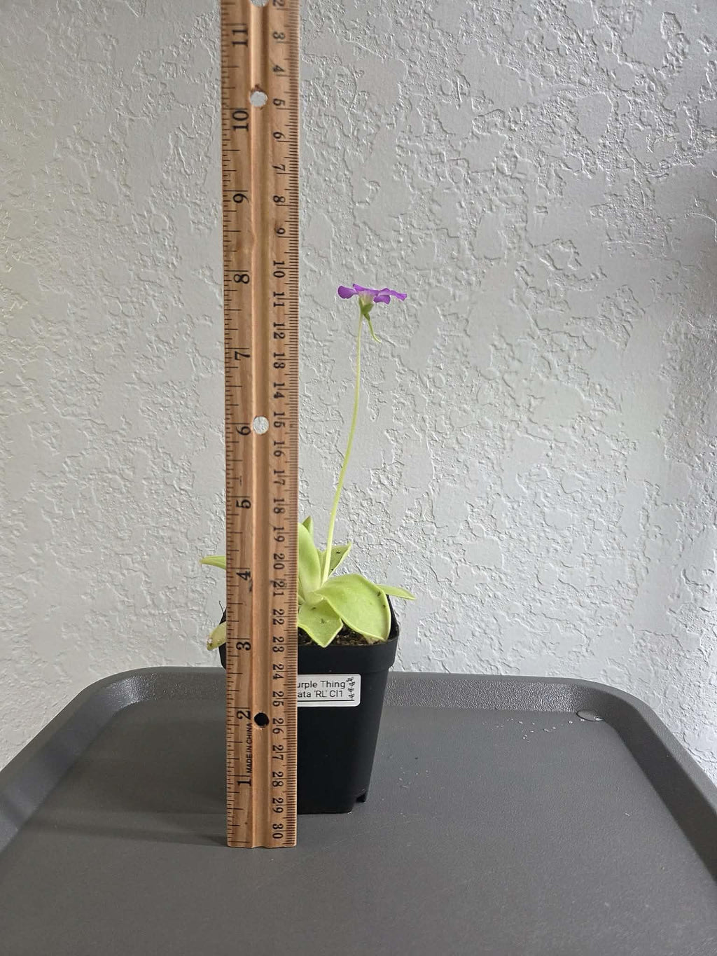 Pinguicula Big Purple Thing x agnata "Red Leaf" Clone 1 - Tissue Culture, Large (12oz) Flask