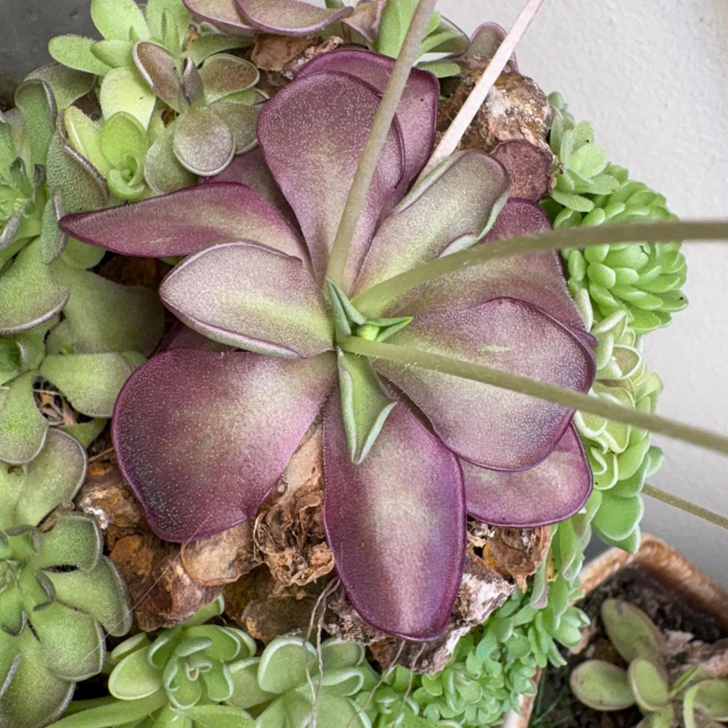 Pinguicula moranensis Molongo alba x cyclosecta