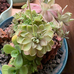 Pinguicula emarginata x jaumavensis