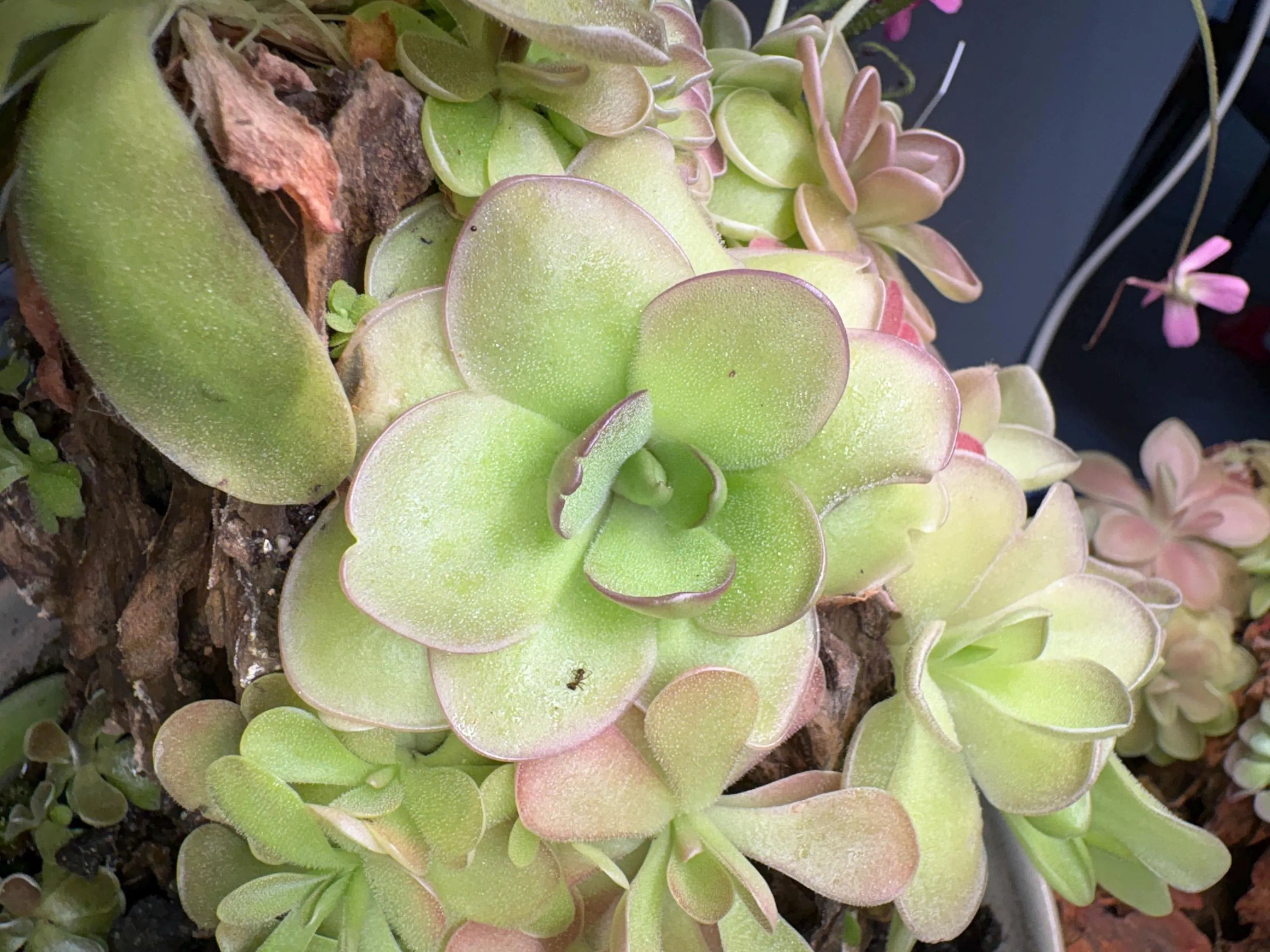 Pinguicula Leilani