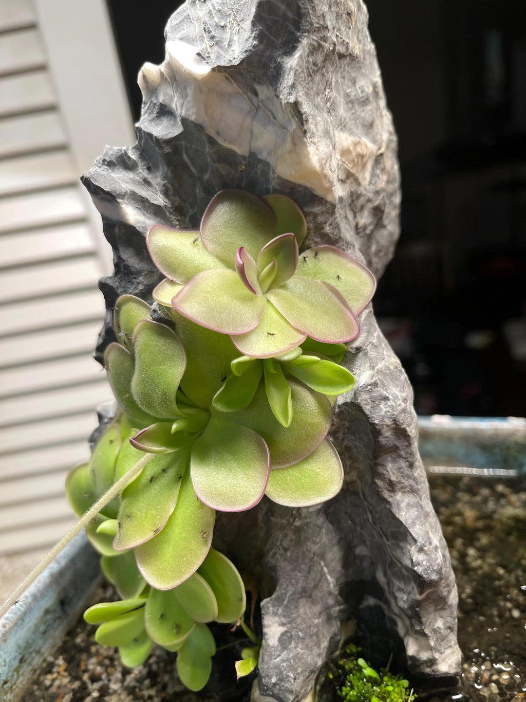 Pinguicula Leilani