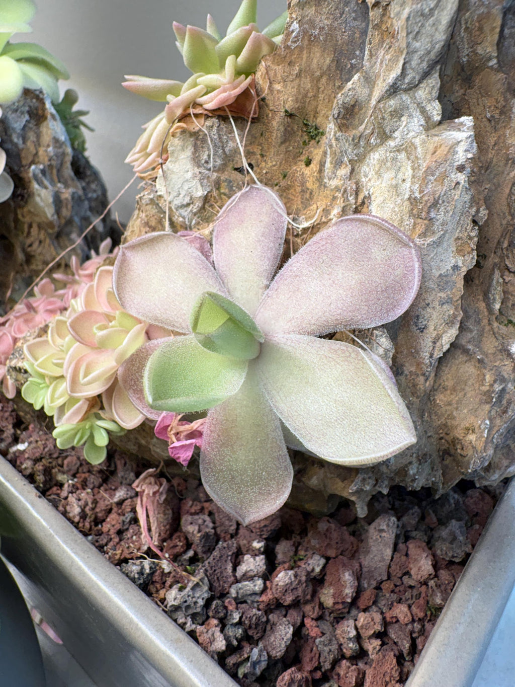 Pinguicula gigantea Red Flush x cyclosecta