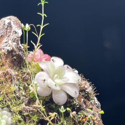 Pinguicula gigantea Red Flush x cyclosecta