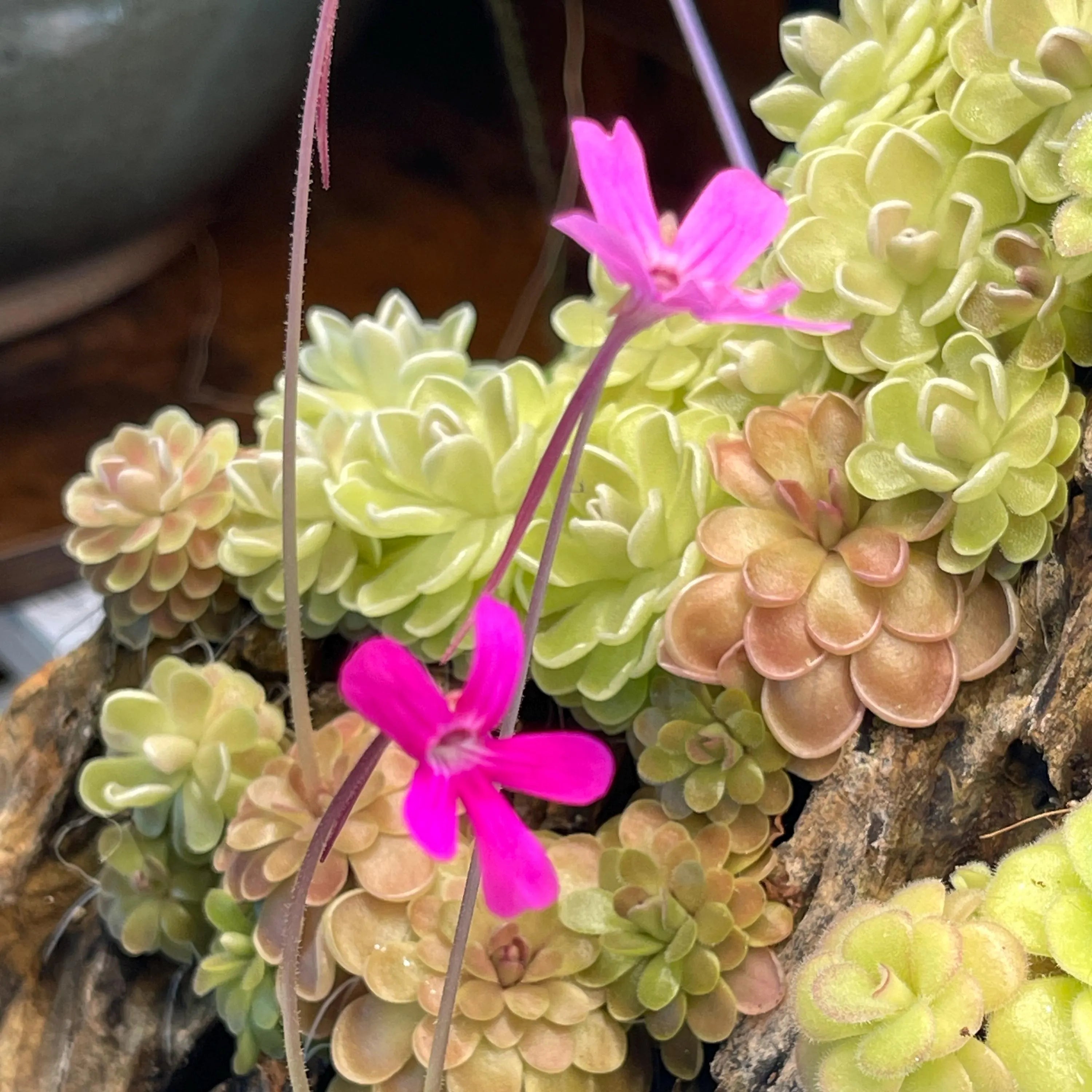 Pinguicula ehlersiae x mesophytica