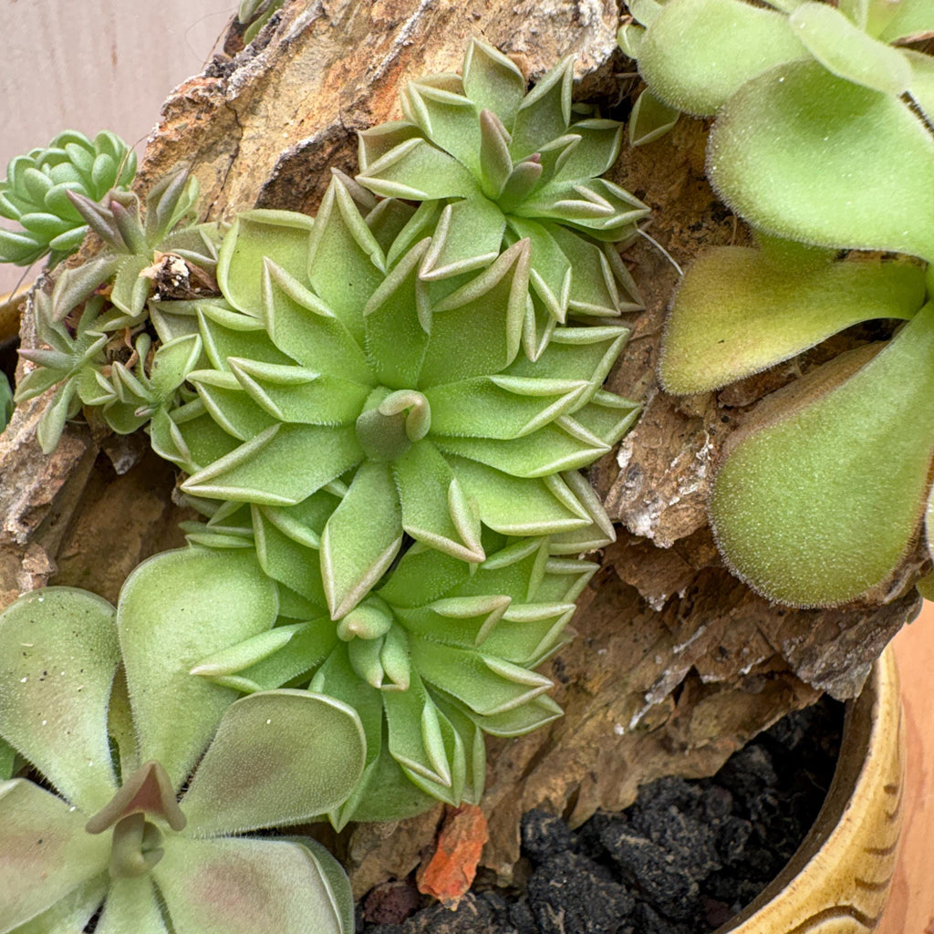 Pinguicula Estrellita