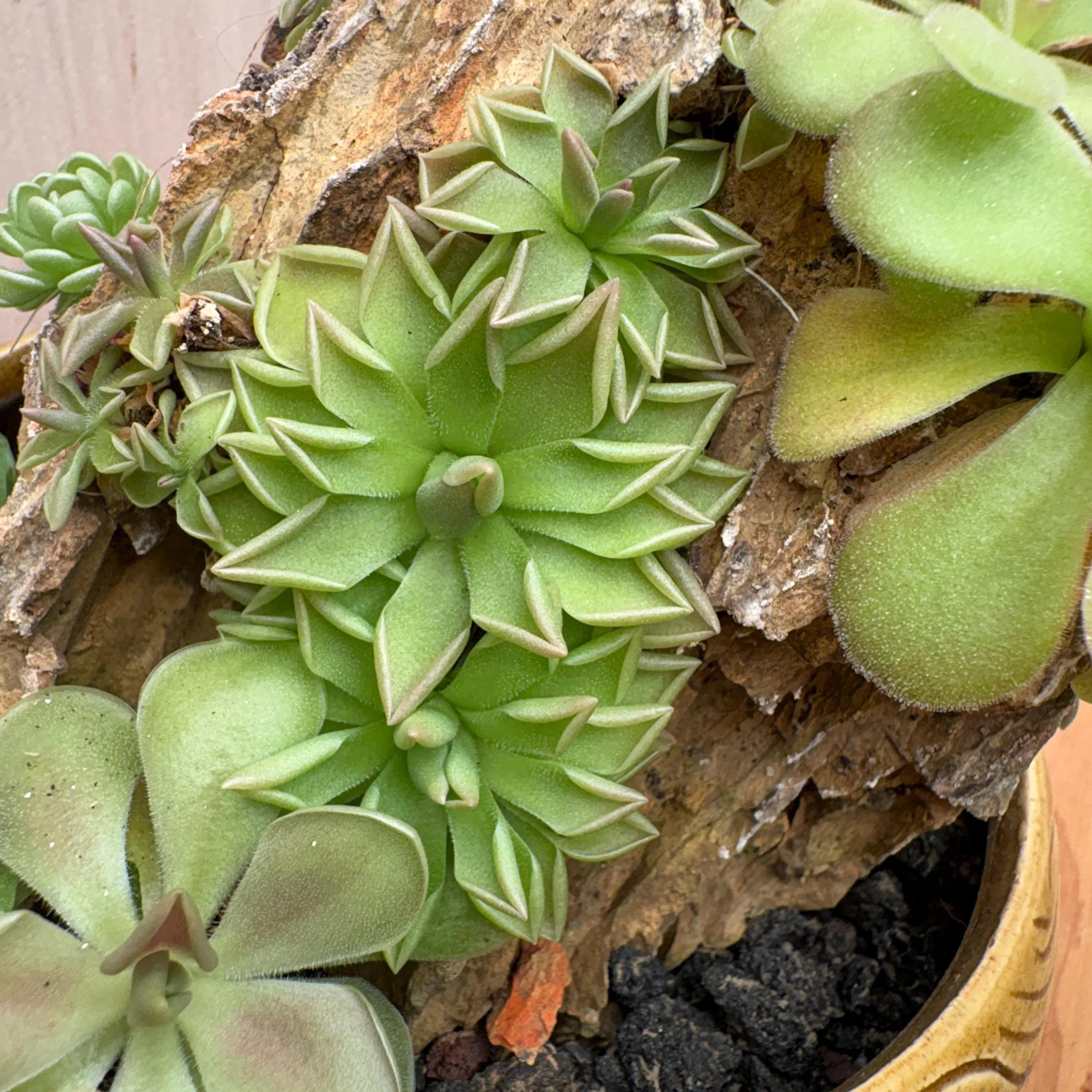 Pinguicula Estrellita