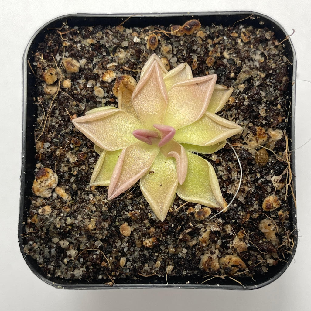 Pinguicula Estrellita