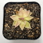 Pinguicula Estrellita