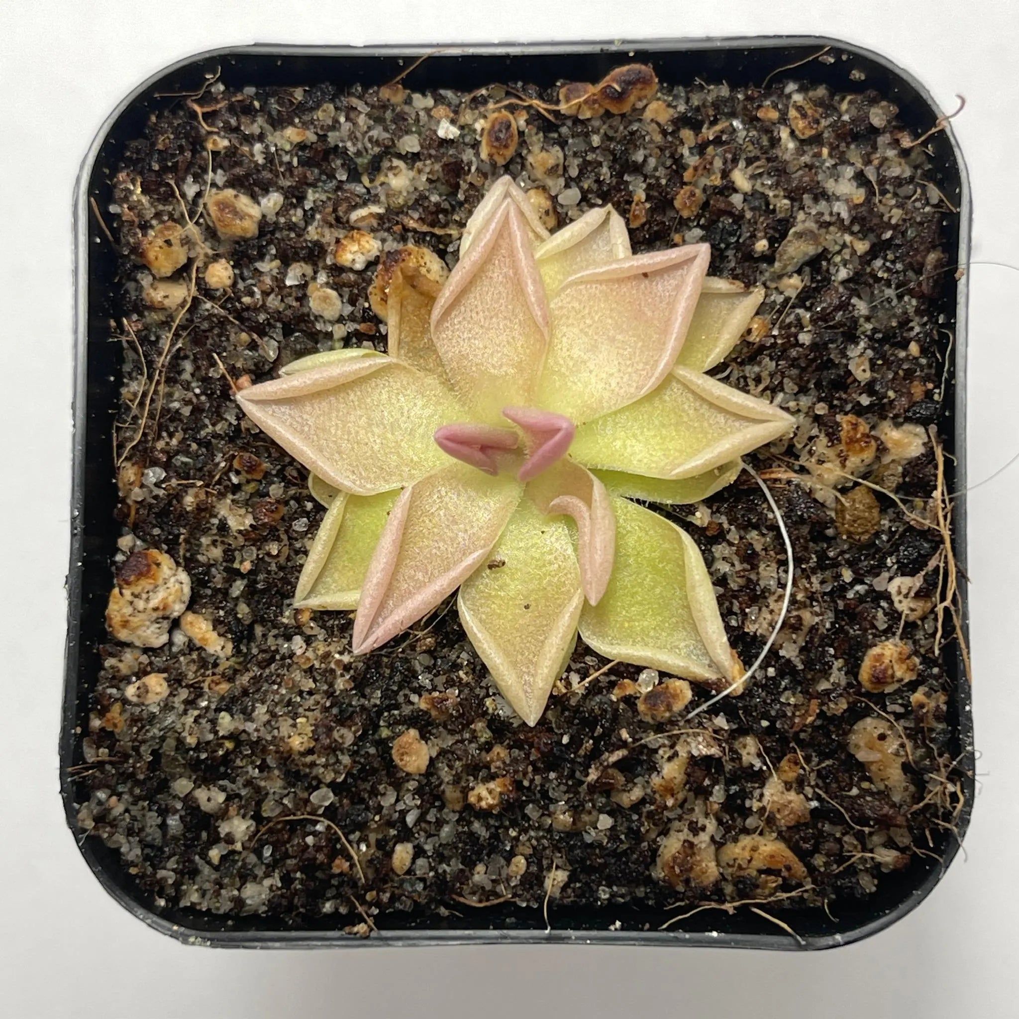 Pinguicula Estrellita