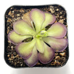 Pinguicula moranensis Molongo alba x cyclosecta